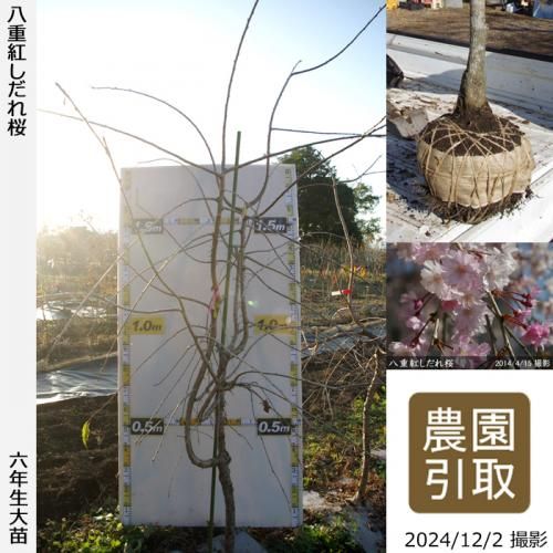 ڽ缡ġ() ȬŹȤ[Ϸ 2019ǯ:3L(high)]Τߢ󤷺Ѣ