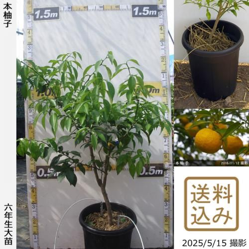 楽天市場】みかん の 木 鉢植えの通販