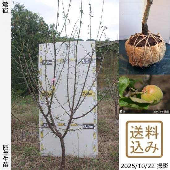 【2025年度予約商品】大苗◇
