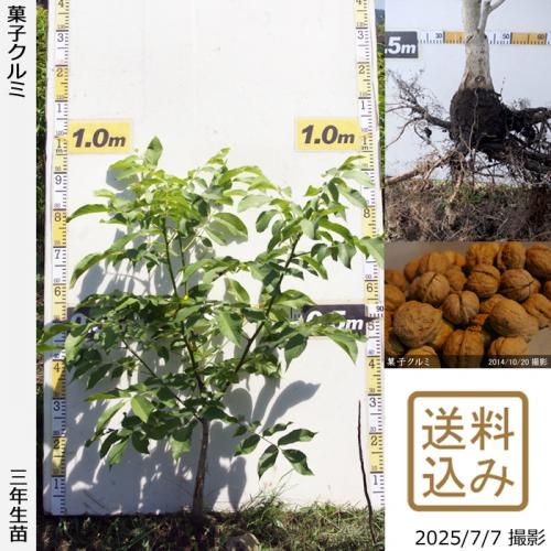 20,000円 - 果樹苗木・成木通販の 特等大苗専門店 すだ農園@京都亀岡