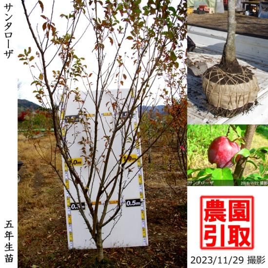 スモモ 李 プラム サンタローザの地掘大苗 果樹苗 大苗 苗木販売の隅田農園 京都丹波