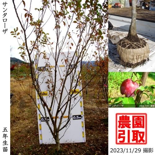 スモモ 李 プラム の地堀大苗 果樹苗 大苗 苗木販売の隅田農園 京都丹波