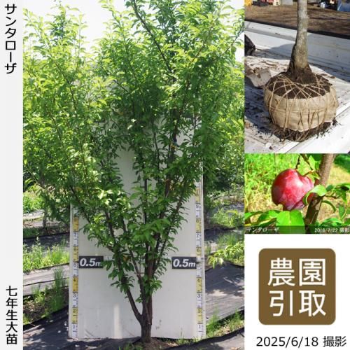 <img class='new_mark_img1' src='https://img.shop-pro.jp/img/new/icons14.gif' style='border:none;display:inline;margin:0px;padding:0px;width:auto;' />2025ǯͽʡġ( ץ)󥿥[Ϸ 2019ǯ:4L]ռӡΤ