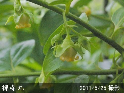 【順次出荷中】大苗◇カキ(不完