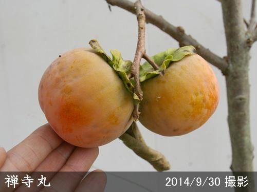 【順次出荷中】大苗◇カキ(不完