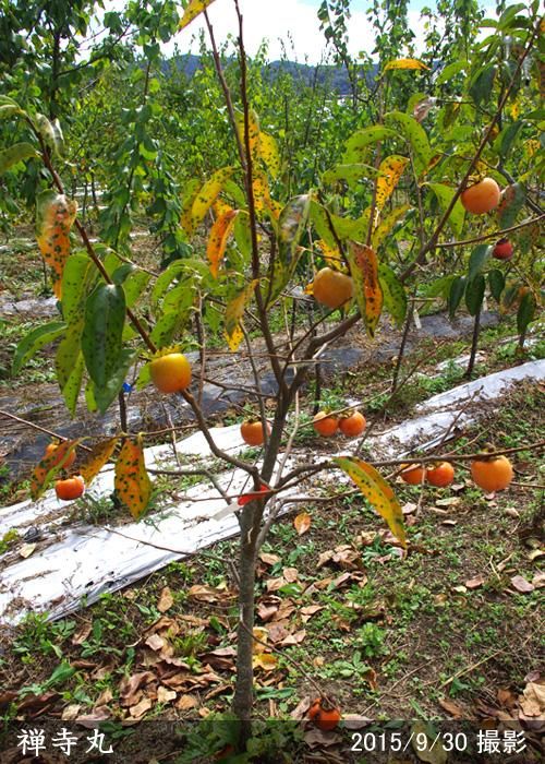 【順次出荷中】大苗◇カキ(不完