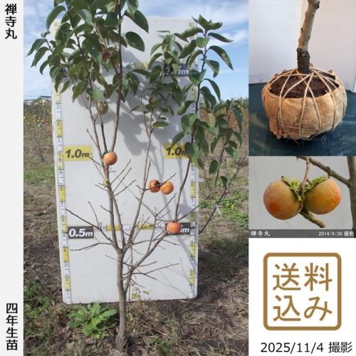 <img class='new_mark_img1' src='https://img.shop-pro.jp/img/new/icons14.gif' style='border:none;display:inline;margin:0px;padding:0px;width:auto;' />ڽ缡вġ(Դų) (󤸤ޤ)[Ϸ 2022ǯ:LL]ռӡ緿