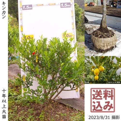Իѡġ 󥫥(ⴻ)[Ϸ 2013ǯ:L]ռӡ緿