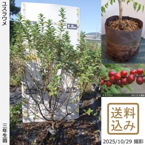 <img class='new_mark_img1' src='https://img.shop-pro.jp/img/new/icons14.gif' style='border:none;display:inline;margin:0px;padding:0px;width:auto;' />ڽ缡в3ǯġ楹饦()[ݥå 2023ǯ:LL]ռӡ