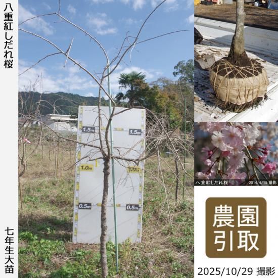 【順次引渡中】大苗◇サクラ(桜