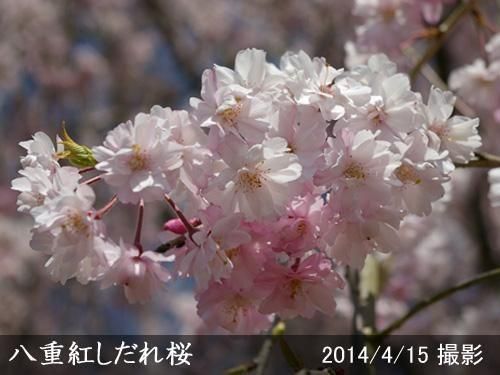 【順次引渡中】大苗◇サクラ(桜