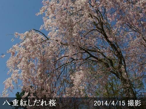 【順次引渡中】大苗◇サクラ(桜