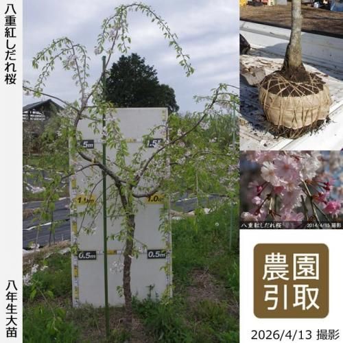 2019年に接ぎ木した5年生苗 - 果樹苗・大苗・苗木販売の隅田農園@京都丹波