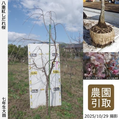 ڽ缡ġ() ȬŹȤ[Ϸ 2019ǯ:3L(high)]Τ