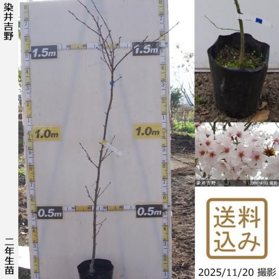 【順次出荷中】2年生苗◇サクラ