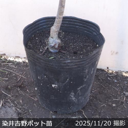 【順次出荷中】2年生苗◇サクラ