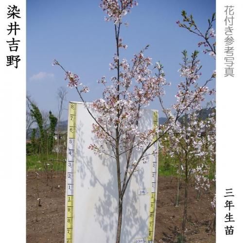 【順次出荷中】2年生苗◇サクラ