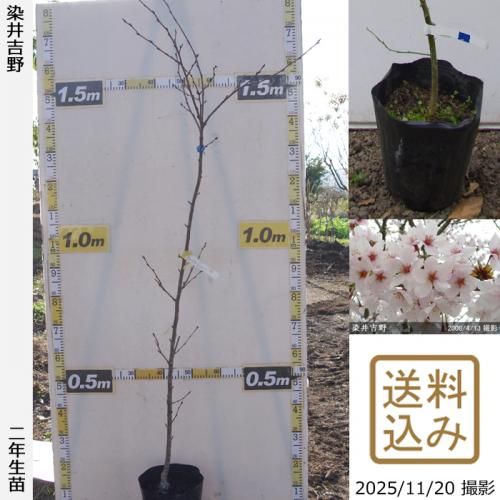 <img class='new_mark_img1' src='https://img.shop-pro.jp/img/new/icons14.gif' style='border:none;display:inline;margin:0px;padding:0px;width:auto;' />ڽ缡в2ǯġ()(ᥤ襷)[ݥå 2024ǯ:M]