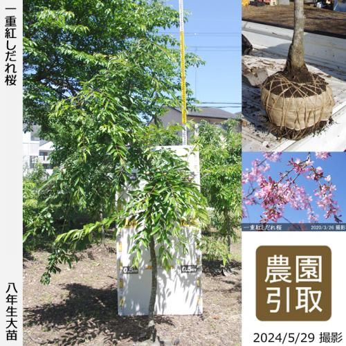 【2025年度予約商品】大苗◇