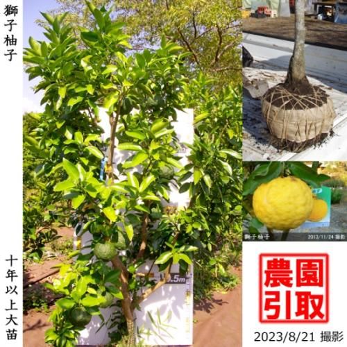 【順次引渡中】◇農薬不使用【エ