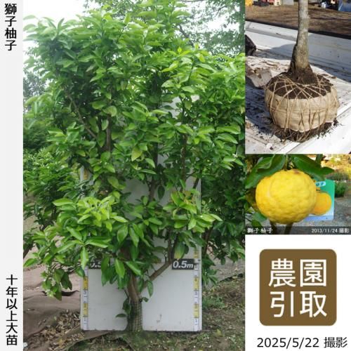 <img class='new_mark_img1' src='https://img.shop-pro.jp/img/new/icons14.gif' style='border:none;display:inline;margin:0px;padding:0px;width:auto;' />ڽ缡ۡԻѡڥॷﳲġ ͮ(椺ˤ)[Ϸ 2013ǯ:5L]ռӡΤ