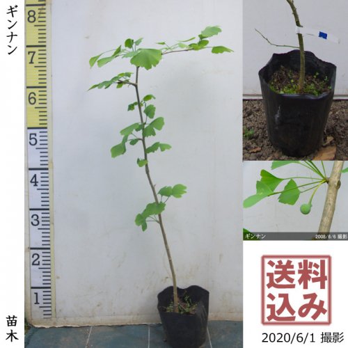 イチョウ(銀杏,ギンナン)の果樹苗 - 果樹苗・大苗・苗木販売の隅田農園