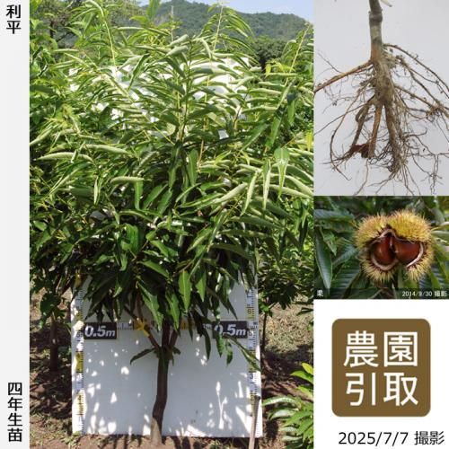 <img class='new_mark_img1' src='https://img.shop-pro.jp/img/new/icons14.gif' style='border:none;display:inline;margin:0px;padding:0px;width:auto;' />2025ǯͽʡġ( )ʿ(ؤ)[դ뤤 2022ǯ:5L]ռӡΤ