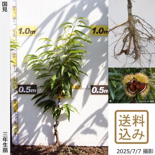 <img class='new_mark_img1' src='https://img.shop-pro.jp/img/new/icons14.gif' style='border:none;display:inline;margin:0px;padding:0px;width:auto;' />2025ǯͽʡ3ǯġ( )(ˤ)[դ뤤 2023ǯ:S]