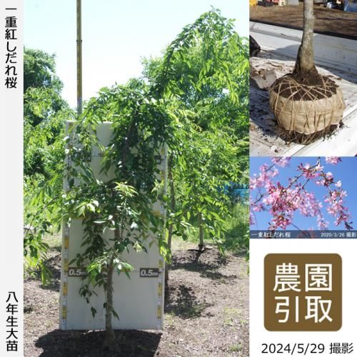 【順次引渡中】大苗◇サクラ(桜