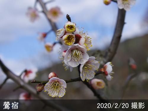 【順次出荷中】大苗◇ウメ(実梅