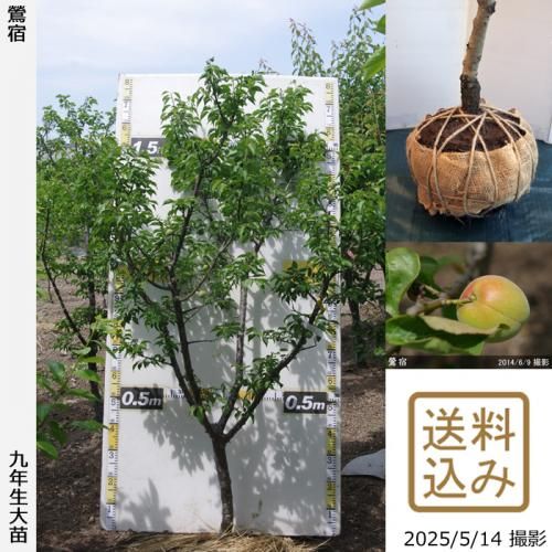 <img class='new_mark_img1' src='https://img.shop-pro.jp/img/new/icons14.gif' style='border:none;display:inline;margin:0px;padding:0px;width:auto;' />2025ǯͽʡġ()(夯)[Ϸ 2017ǯ:LL]ռӡ緿