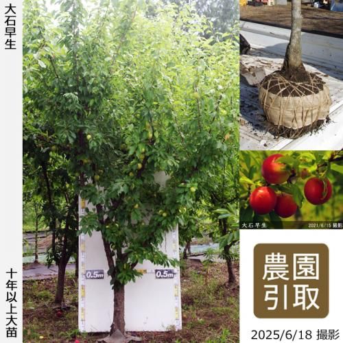 <img class='new_mark_img1' src='https://img.shop-pro.jp/img/new/icons14.gif' style='border:none;display:inline;margin:0px;padding:0px;width:auto;' />2025ǯͽʡġ( ץ)(碌)[Ϸ 2016ǯ:7L]ռӡΤ