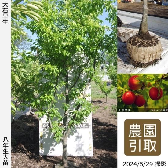【順次引渡中】大苗◇スモモ(李