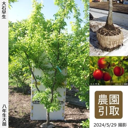 【順次引渡中】大苗◇スモモ(李