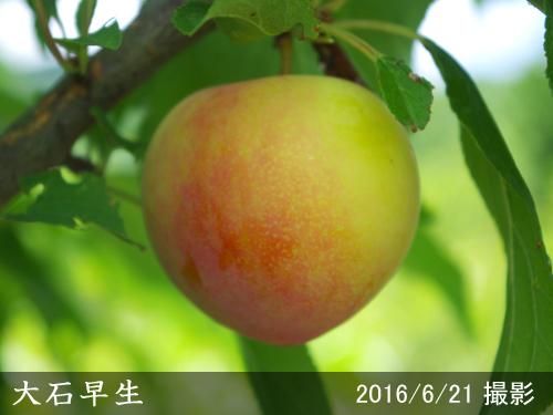 【順次引渡中】大苗◇スモモ(李