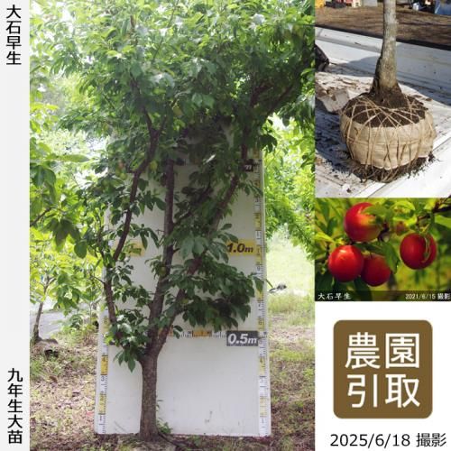 <img class='new_mark_img1' src='https://img.shop-pro.jp/img/new/icons14.gif' style='border:none;display:inline;margin:0px;padding:0px;width:auto;' />2025ǯͽʡġ( ץ)(碌)[Ϸ 2017ǯ:7L]ռӡΤ