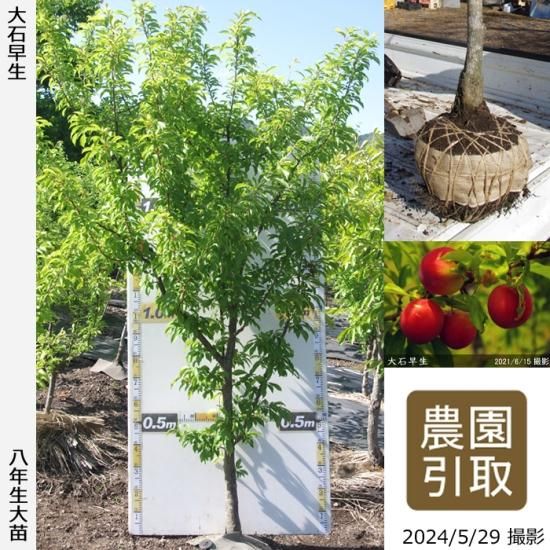 【順次引渡中】大苗◇スモモ(李