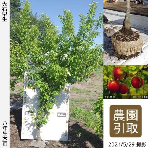 【順次引渡中】大苗◇スモモ(李