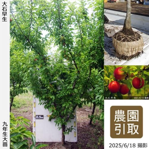 <img class='new_mark_img1' src='https://img.shop-pro.jp/img/new/icons14.gif' style='border:none;display:inline;margin:0px;padding:0px;width:auto;' />2025ǯͽʡġ( ץ)(碌)[Ϸ 2017ǯ:5L]ռӡΤ