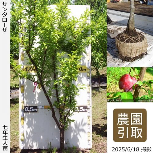 <img class='new_mark_img1' src='https://img.shop-pro.jp/img/new/icons14.gif' style='border:none;display:inline;margin:0px;padding:0px;width:auto;' />2025ǯͽʡġ( ץ)󥿥[Ϸ 2019ǯ:3L]ռӡΤ