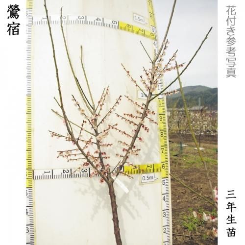 【2025年度予約商品】大苗◇