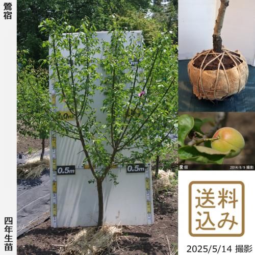 <img class='new_mark_img1' src='https://img.shop-pro.jp/img/new/icons14.gif' style='border:none;display:inline;margin:0px;padding:0px;width:auto;' />2025ǯͽʡġ()(夯)[Ϸ 2022ǯ:3L]ռӡ緿
