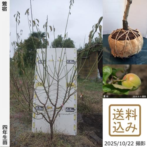<img class='new_mark_img1' src='https://img.shop-pro.jp/img/new/icons14.gif' style='border:none;display:inline;margin:0px;padding:0px;width:auto;' />2025ǯͽʡġ()(夯)[Ϸ 2022ǯ:3L]ռӡ緿