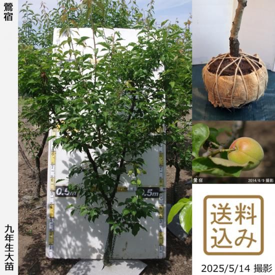 【2025年度予約商品】大苗◇