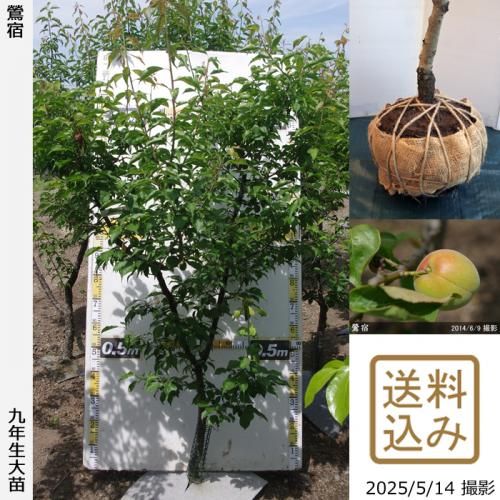<img class='new_mark_img1' src='https://img.shop-pro.jp/img/new/icons14.gif' style='border:none;display:inline;margin:0px;padding:0px;width:auto;' />2025ǯͽʡġ()(夯)[Ϸ 2017ǯ:M]ռӡ緿