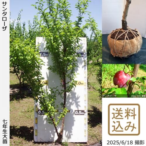 <img class='new_mark_img1' src='https://img.shop-pro.jp/img/new/icons14.gif' style='border:none;display:inline;margin:0px;padding:0px;width:auto;' />2025ǯͽʡġ( ץ)󥿥[Ϸ 2019ǯ:3L]ռӡ緿