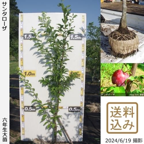ġ( ץ)󥿥[Ϸ 2019ǯ:LL]辰ꢡ