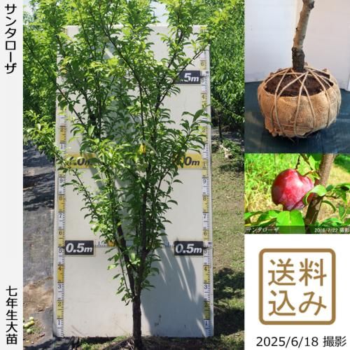 <img class='new_mark_img1' src='https://img.shop-pro.jp/img/new/icons14.gif' style='border:none;display:inline;margin:0px;padding:0px;width:auto;' />2025ǯͽʡġ( ץ)󥿥[Ϸ 2019ǯ:LL]ռӡ緿