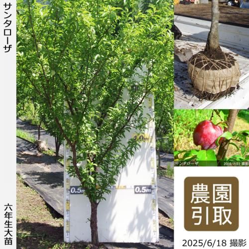 <img class='new_mark_img1' src='https://img.shop-pro.jp/img/new/icons14.gif' style='border:none;display:inline;margin:0px;padding:0px;width:auto;' />2025ǯͽʡġ( ץ)󥿥[Ϸ 2020ǯ:5L]ռӡΤ
