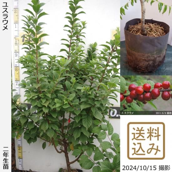 【順次出荷中】2年生苗◇ユスラ